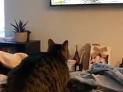 Cat's Reaction To An HD TV
