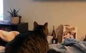 Cat's Reaction To An HD TV - Animals - Videotime.com