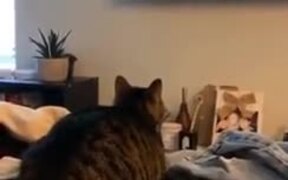 Cat's Reaction To An HD TV - Animals - Videotime.com