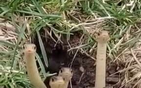 Can A Pit Of Snakes Be Cute? - Animals - VIDEOTIME.COM