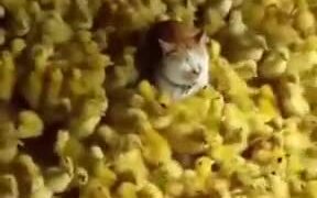 Kitty Chose Most Difficult Place To Meditate - Animals - VIDEOTIME.COM