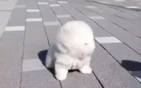 Fluffy Puppies Ready To Fly - Animals - VIDEOTIME.COM