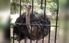 Ostrich Singing Punjabi Song - Animals - VIDEOTIME.COM