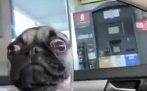 The Craziest Pug - Animals - VIDEOTIME.COM