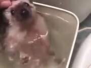A Happy Bathing Hedgehog