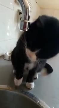 Kitty Playing With Water