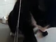 Kitty Playing With Water