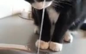 Kitty Playing With Water - Animals - VIDEOTIME.COM