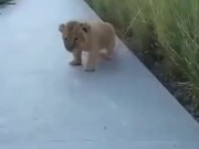Lion Cubs Are Most Adorable Cats