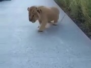 Lion Cubs Are Most Adorable Cats - Animals - Y8.COM