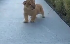 Lion Cubs Are Most Adorable Cats