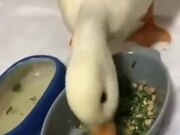 Duck Hates Dry Food! - Animals - Y8.COM