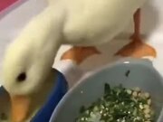 Duck Hates Dry Food!