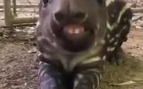 Ever Seen A Baby Tapir Eat? - Animals - VIDEOTIME.COM