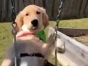 Labrador Loves To Swing