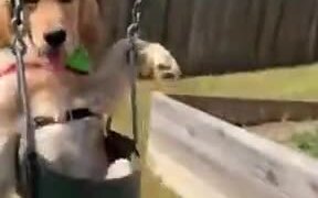 Labrador Loves To Swing - Animals - VIDEOTIME.COM