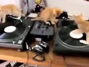 Kittens Learning To Deejay