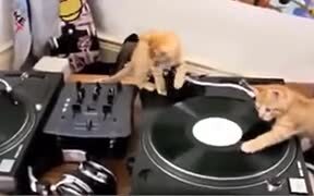 Kittens Learning To Deejay - Animals - VIDEOTIME.COM