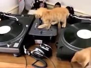 Kittens Learning To Deejay