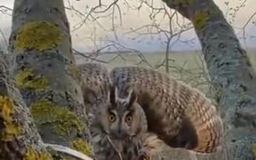When You Invade The Privacy Of An Owl - Animals - VIDEOTIME.COM