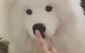 Doggo With A Flexible Nose - Animals - VIDEOTIME.COM