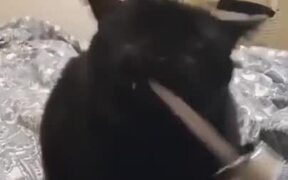 Cat With Skills - Animals - VIDEOTIME.COM