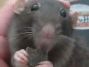 The Cutest Rat You Will Ever See