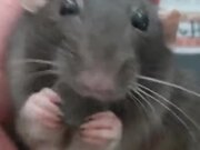The Cutest Rat You Will Ever See