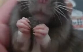 The Cutest Rat You Will Ever See - Animals - VIDEOTIME.COM