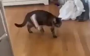 Cat Loves To Wear A Shoe - Animals - VIDEOTIME.COM