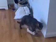 Cat Loves To Wear A Shoe
