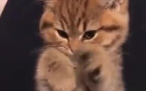 A Bored Cat In Quarantine - Animals - VIDEOTIME.COM