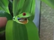 Waking Up A Beautiful Frog