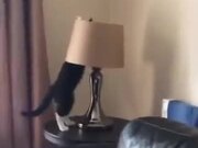 Curious Cat Versus Lamp