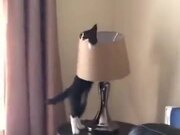 Curious Cat Versus Lamp