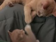 Cat Mum Playing With Her Kitten