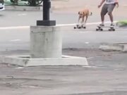 Dog Skateboarding With His Human