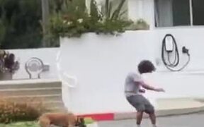 Dog Skateboarding With His Human - Animals - VIDEOTIME.COM
