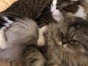 Mean Cat Biting Friend