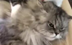 Mean Cat Biting Friend - Animals - VIDEOTIME.COM