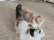 Two Furry Cats Leaping Over Each Other