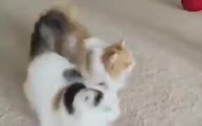 Two Furry Cats Leaping Over Each Other - Animals - VIDEOTIME.COM
