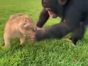 Chimpanzee Checking Out A Lion Cub