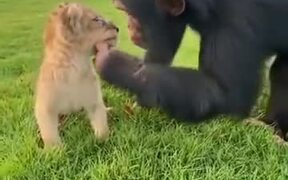 Chimpanzee Checking Out A Lion Cub