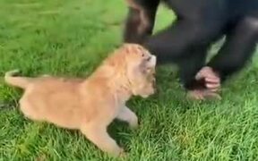 Chimpanzee Checking Out A Lion Cub - Animals - VIDEOTIME.COM