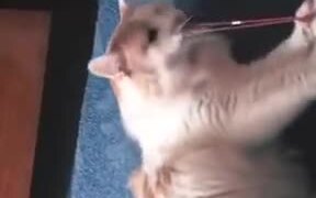 Kitty Discovered Elastic Band Pain - Animals - VIDEOTIME.COM