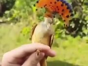 Royal Flycatcher Caught In Human Hand