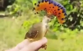 Royal Flycatcher Caught In Human Hand - Animals - VIDEOTIME.COM