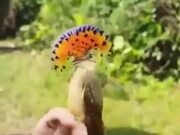 Royal Flycatcher Caught In Human Hand