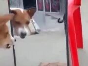 Dog Barking At The Mirror